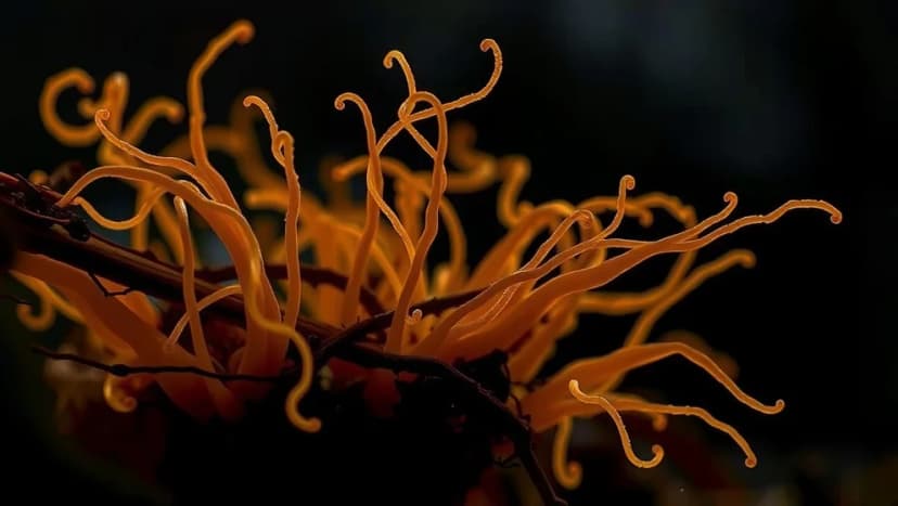 Svampen i The Last of Us förklarad